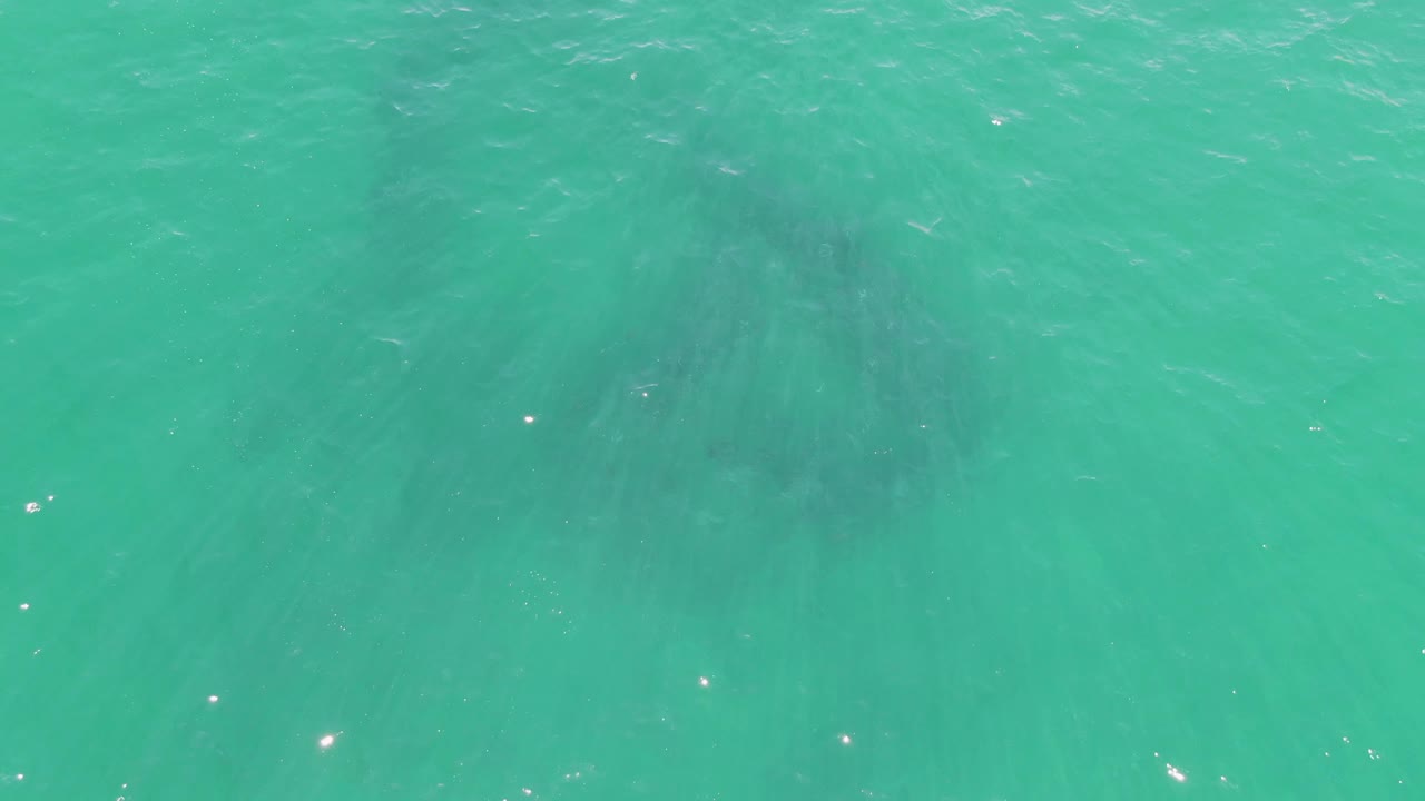 At Buzzards Beach in Baja California Sur, a dark marine animal silhouette is visible beneath clear turquoise water with small surface glints and no visible people.