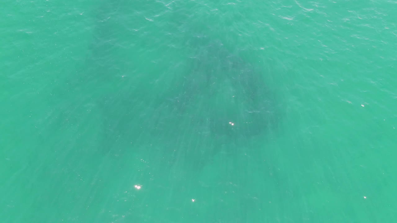 At 0:01, the whale-like dark shape remains under blue-green water at Buzzards Beach, with ripples shifting across the surface and no visible people.