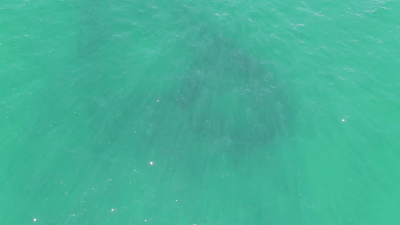 At 0:02, a broad dark animal shape sits below the clear turquoise sea surface in Baja California Sur, partly softened by water glare and with no visible people.