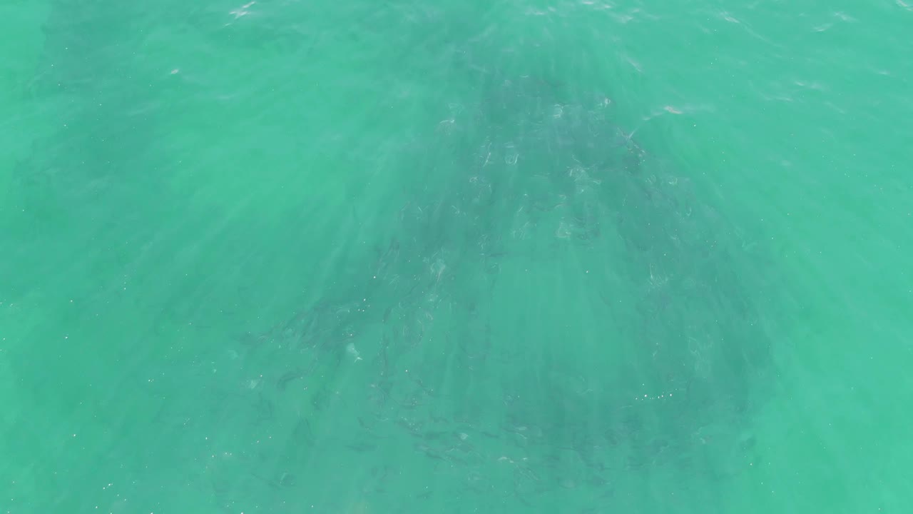 Clear turquoise water at Buzzards Beach, Baja California Sur, with a broad dark marine-animal shape visible below the surface near the upper center and no visible people.