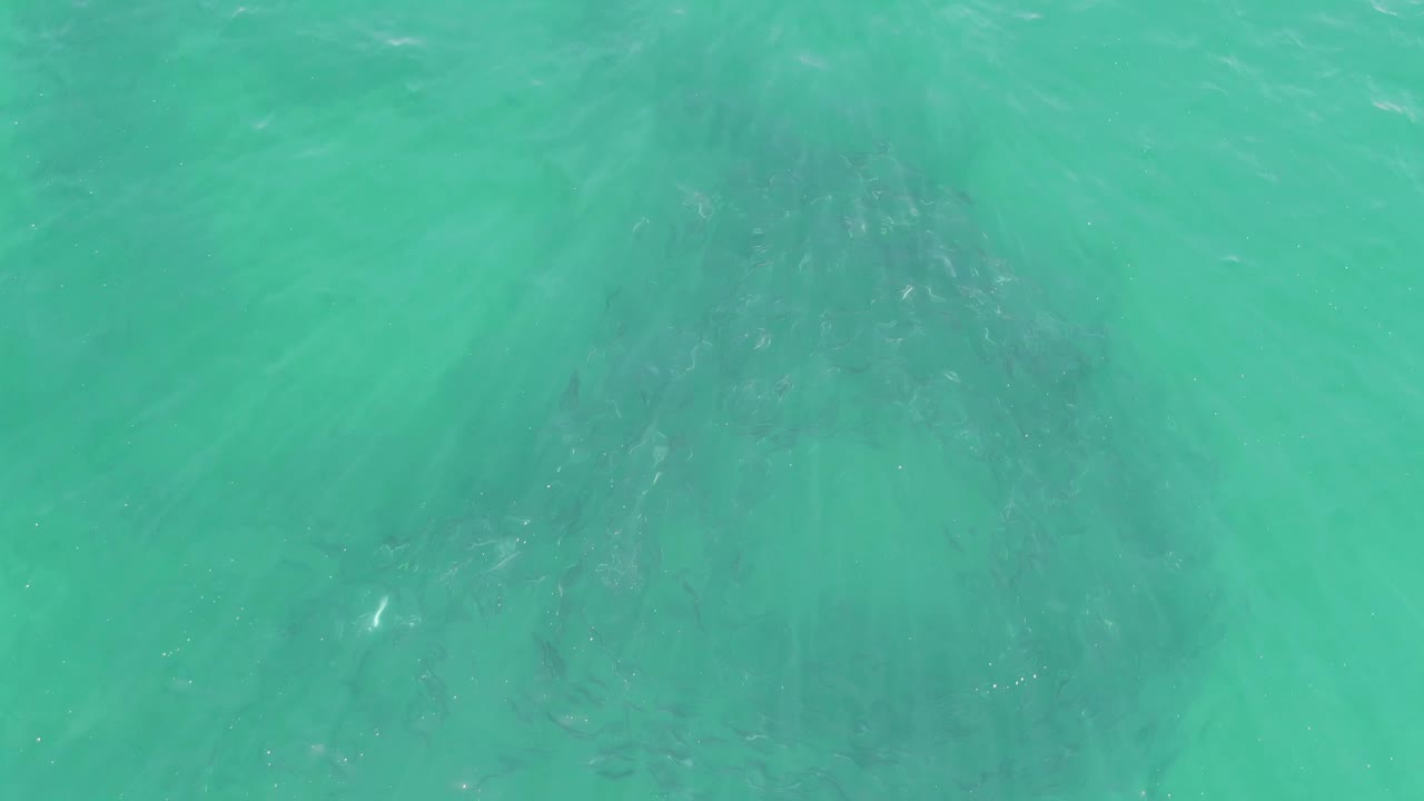 Dark underwater animal form beneath rippled turquoise sea surface.