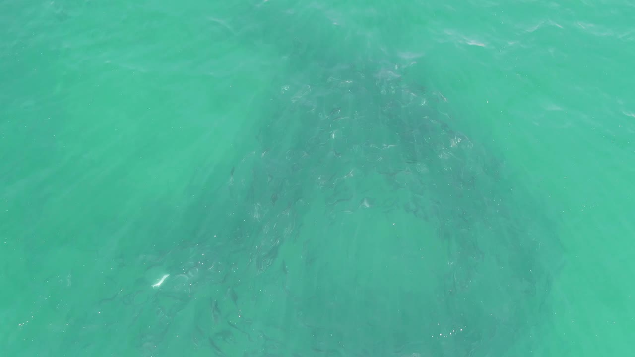 The submerged marine animal appears as a muted dark silhouette under bright turquoise water at Buzzards Beach, Baja California Sur, with no shoreline and no visible people.