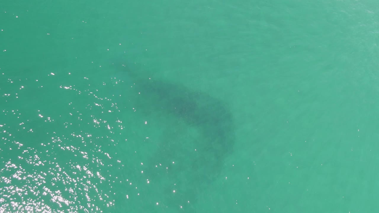 At Buzzards Beach in Baja California Sur, a whale shark is visible under clear turquoise water near bright sun reflections, with no visible people.