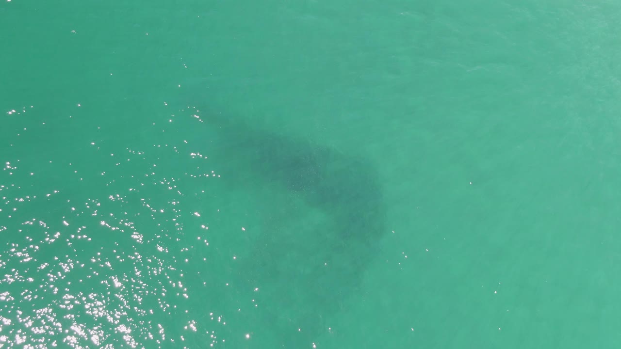 The whale shark sits deeper in the frame under clear Buzzards Beach water while a cluster of sunlight glints spreads across the surface, with no visible people.