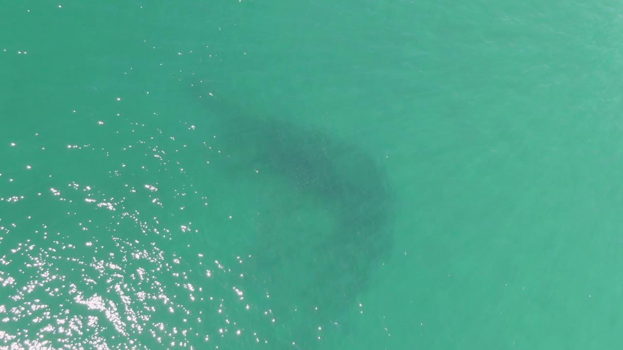 Dark whale shark form beneath open turquoise water with ripples.