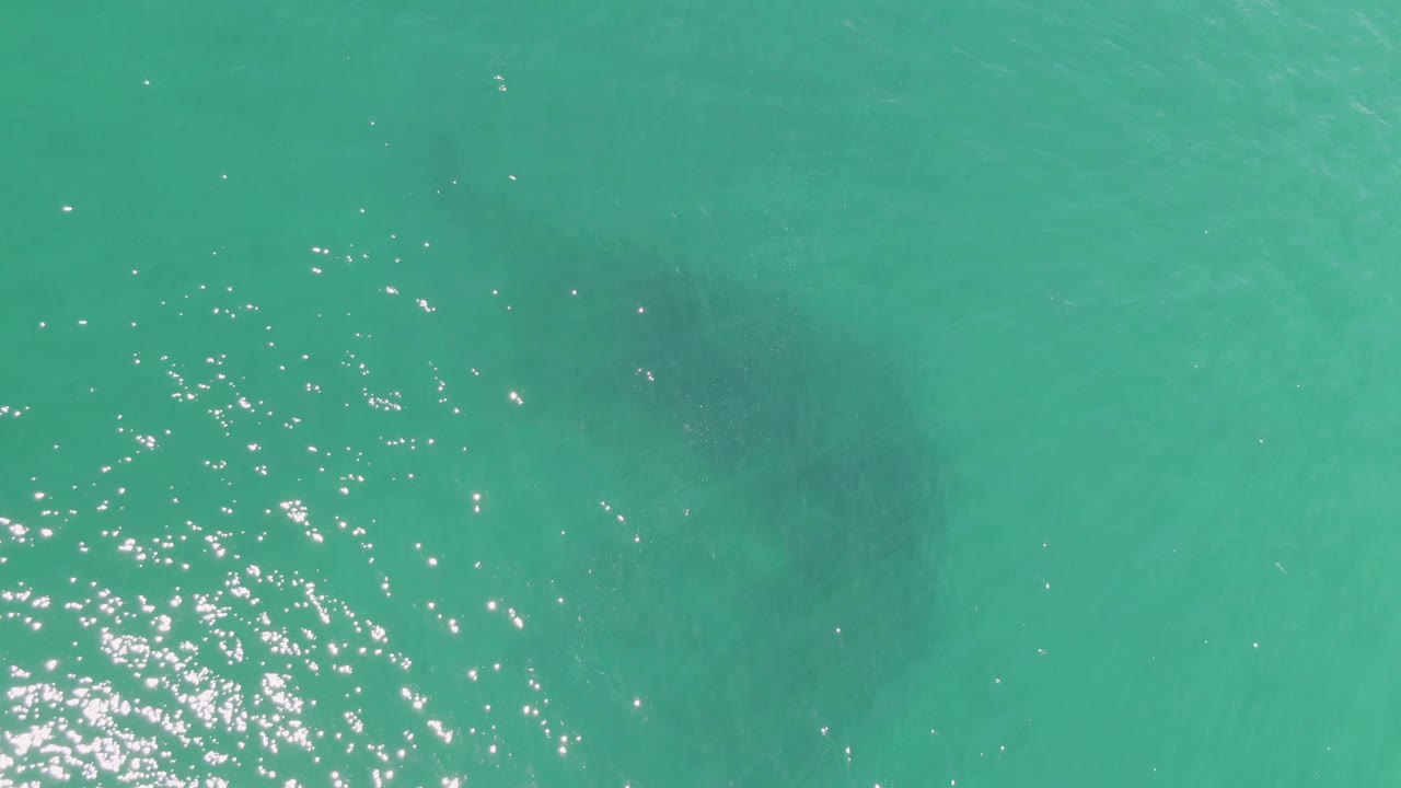 Top-down view of turquoise water at Buzzards Beach, Baja California Sur, with sun glitter at left and a dark marine animal shape under the surface, no visible people.