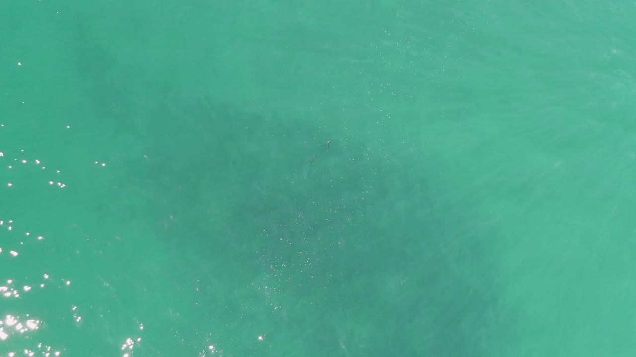 Overhead Buzzards Beach frame with mostly open turquoise water, small sun flecks, and the pale submerged outline of the whale shark passing below, with no visible people.