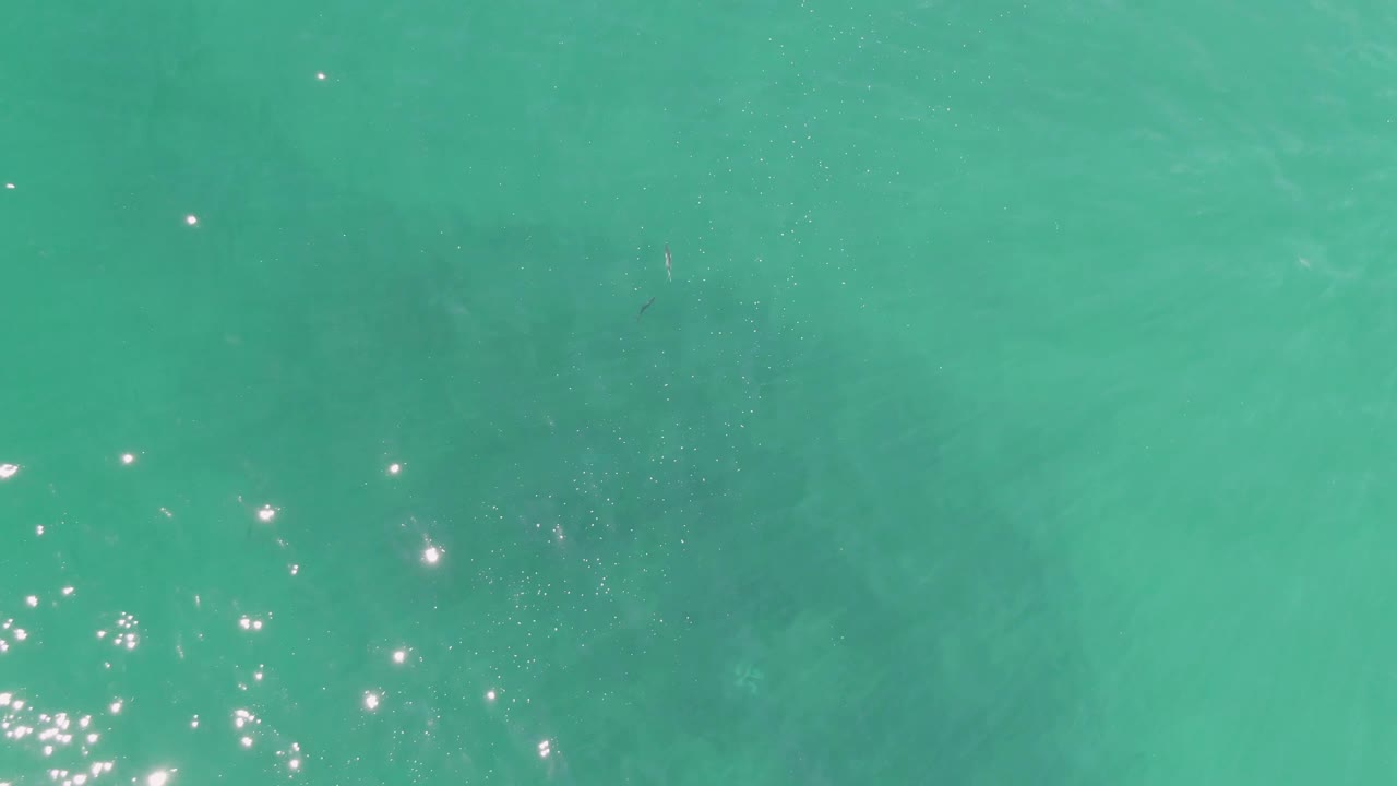 Clear water at Buzzards Beach shows clustered white sun reflections near center right and a soft darker whale shark shadow under the turquoise surface, with no visible people.