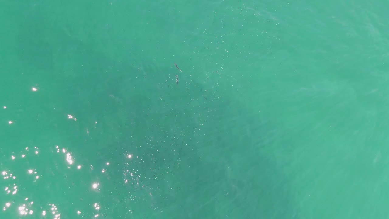 Later overhead frame from Buzzards Beach with turquoise water, scattered glare at the lower left, and the whale shark shadow faintly continuing under the surface, with no visible people.