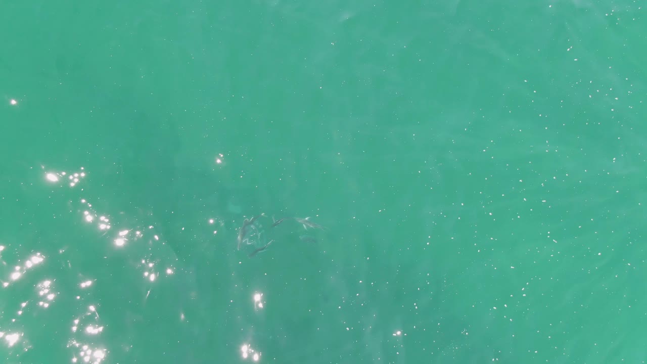 Overhead Buzzards Beach water view with scattered sunlight sparkles near the center and several dim fish shapes moving under the turquoise surface, with no visible people.