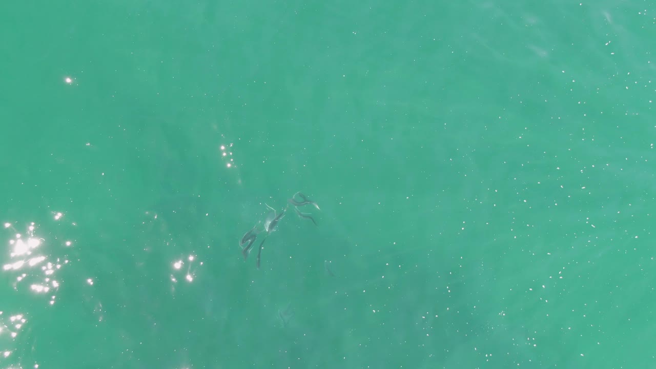 Clear turquoise water at Buzzards Beach with small dark fish more visible toward the right side of the frame, light glare on the surface, and no visible people.