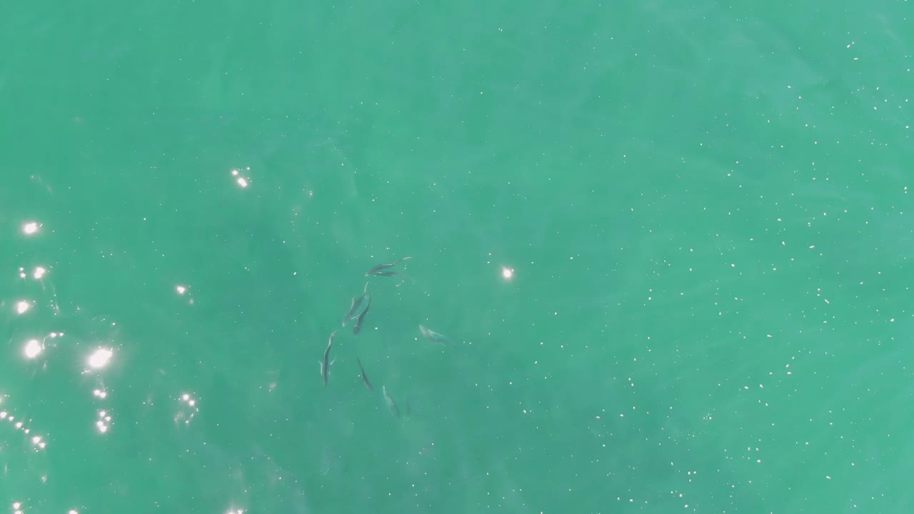 Overhead frame from Buzzards Beach showing small fish clustered in the lower-left area under turquoise water, bright surface reflections, and no visible people.