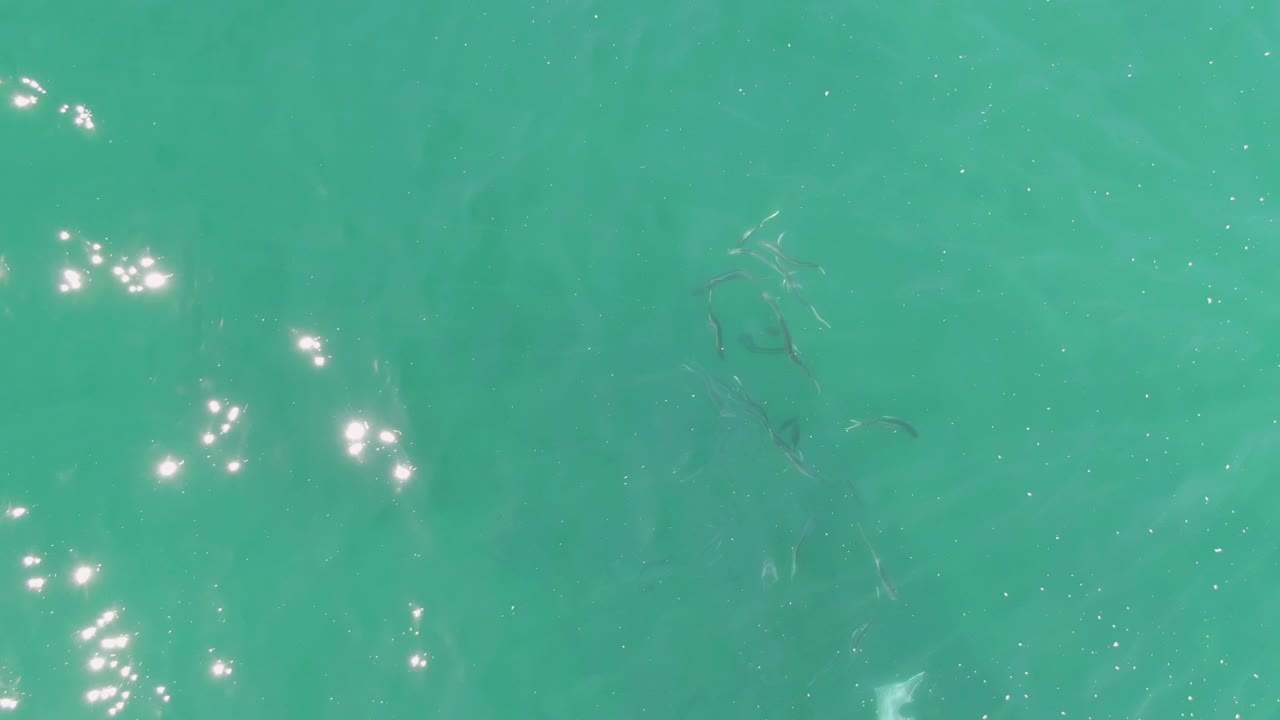 Overhead view of clear turquoise water at Buzzards Beach, Baja California Sur, with small fish beneath the surface, scattered sun glints, and no visible people.