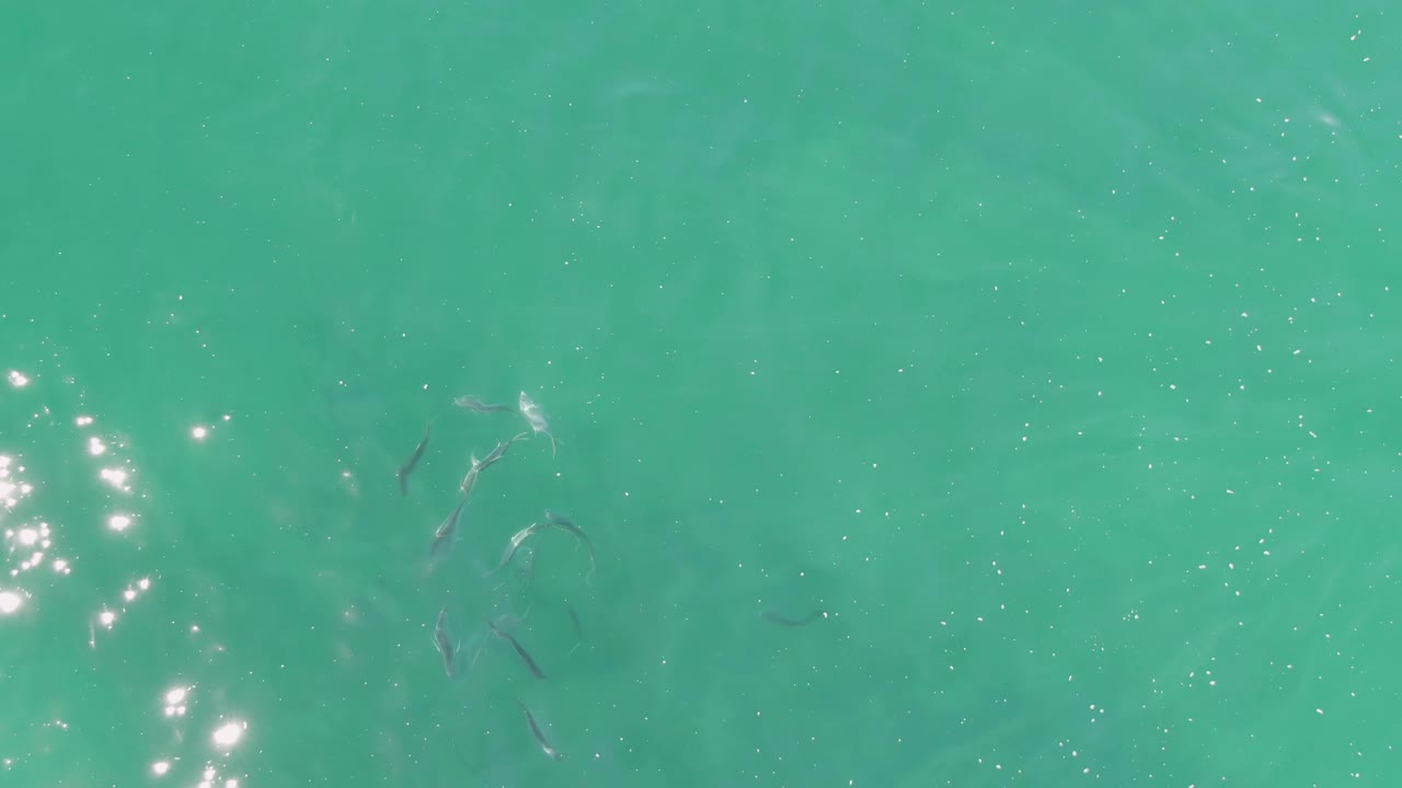At Buzzards Beach in Baja California Sur, small fish are visible beneath turquoise water with bright sparkles along the left side and no visible people.