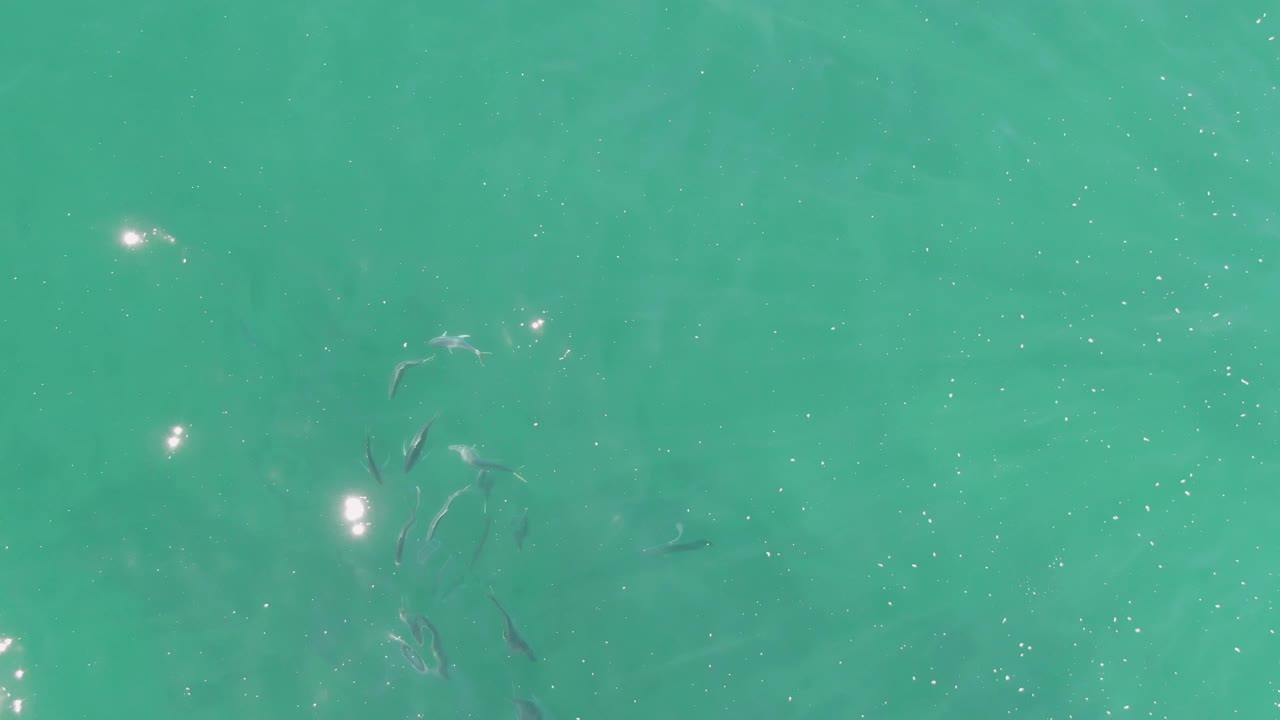 Small fish gather near the center of a clear turquoise water frame at Buzzards Beach, with faint surface ripples and no visible people.