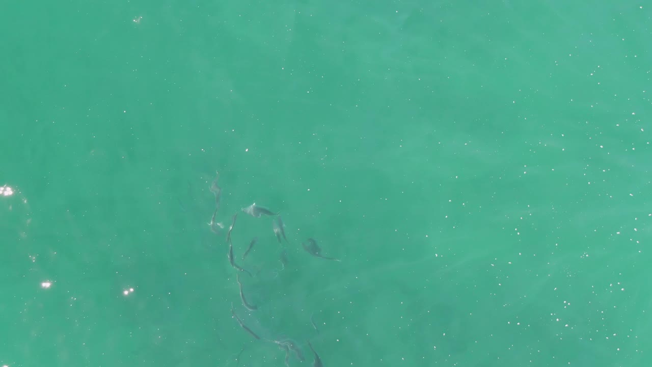 Small fish under turquoise water with reflections near the lower left.