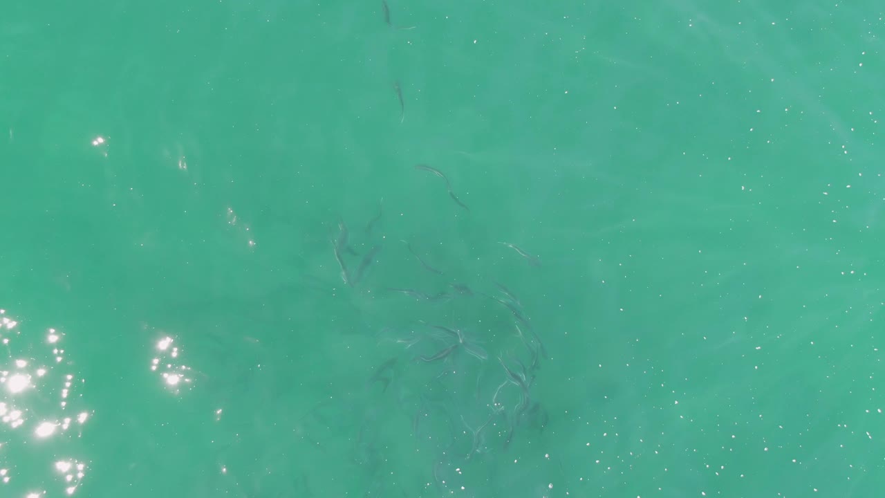 Small fish silhouettes swim under turquoise water at Buzzards Beach in Baja California Sur, with bright sun reflections near the surface and no visible people.