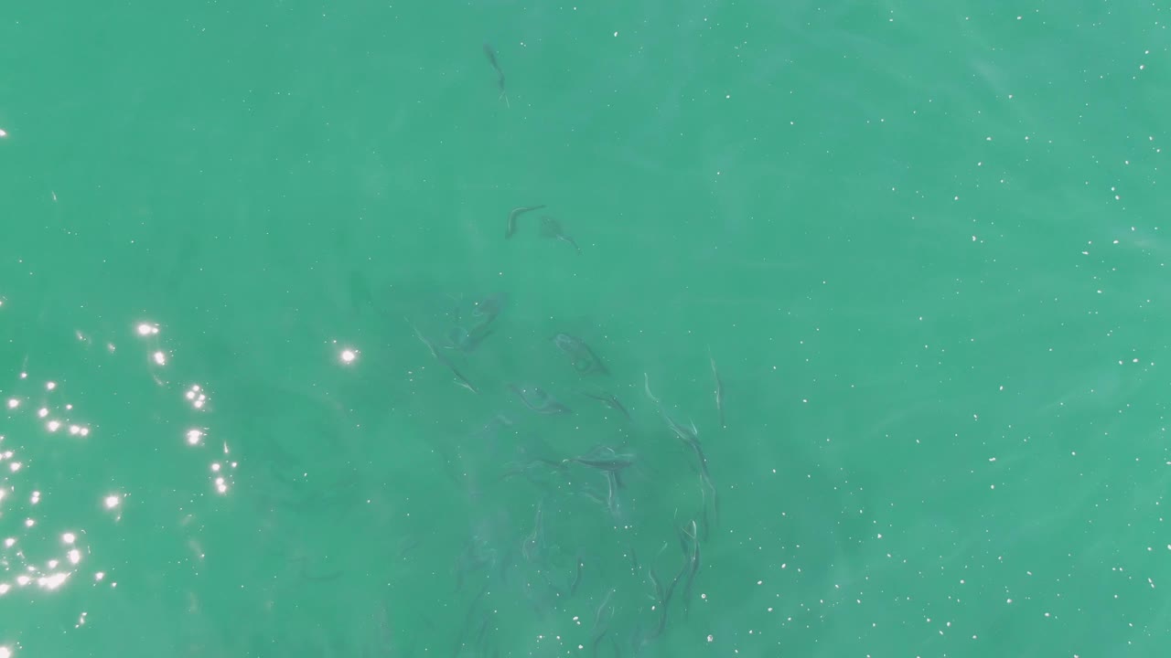 Clear green-blue water at Buzzards Beach shows several small fish beneath ripples, with clustered light reflections and no visible people.