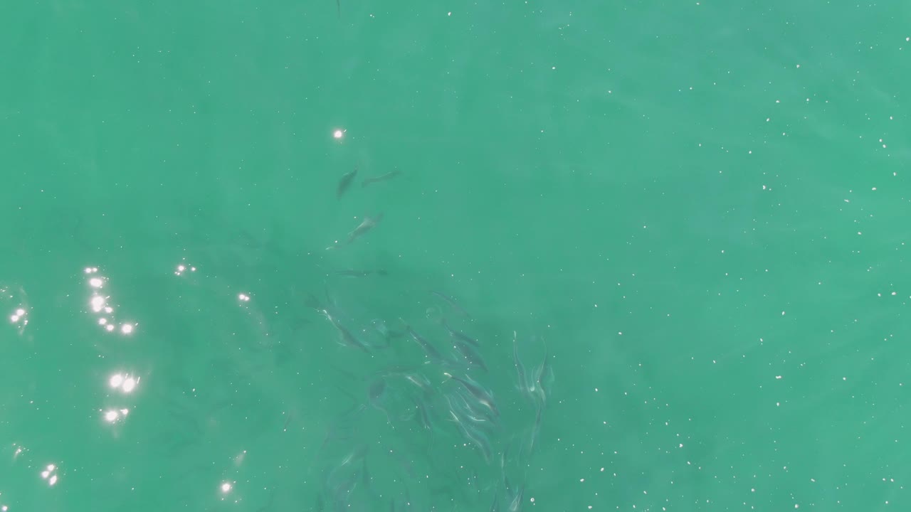 A loose school of small fish is visible below bright turquoise water at Buzzards Beach, with scattered white sparkle on the surface and no visible people.