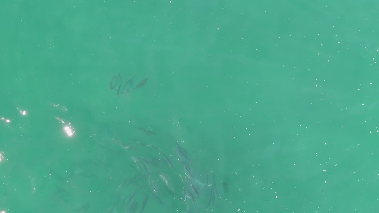 Small fish shadows in turquoise water with soft surface texture.