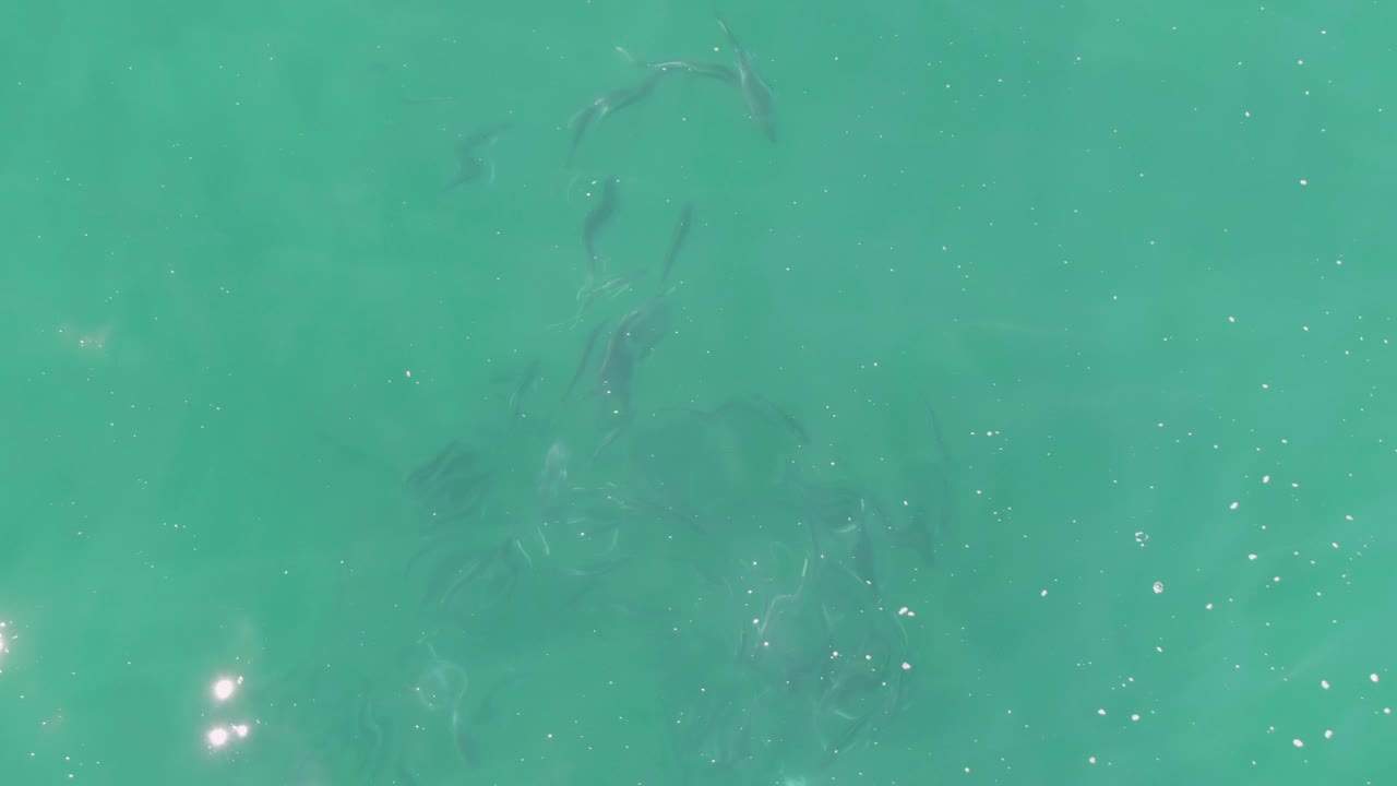 Turquoise ocean water at Buzzards Beach, Baja California Sur, shows a loose school of small fish beneath the surface, scattered bright highlights, and no visible people.