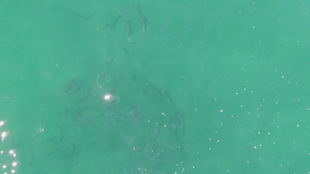 Overhead turquoise water at Buzzards Beach, Baja California Sur, contains darker fish streaks near the center and right, small white glints across the surface, and no visible people.