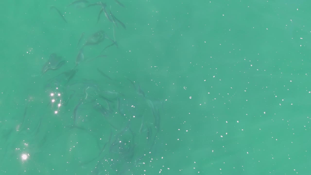 Clear water at Buzzards Beach, Baja California Sur, shows fish shapes concentrated toward the left, small sparkle points across the lower half, and no visible people.