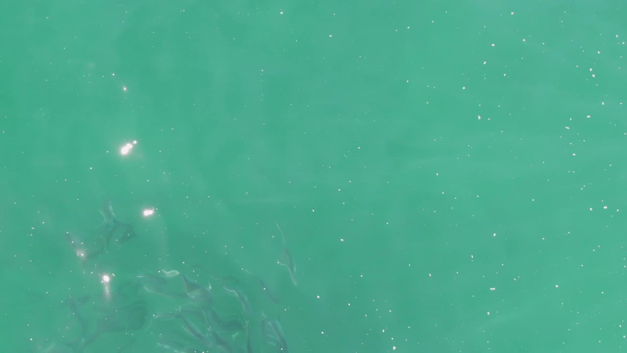 Turquoise water with small fish silhouettes and sun sparkles.