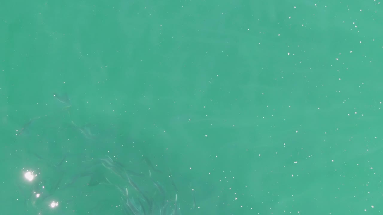 Small fish silhouettes appear beneath clear turquoise water at Buzzards Beach, with scattered white sparkles across the surface and no visible people.