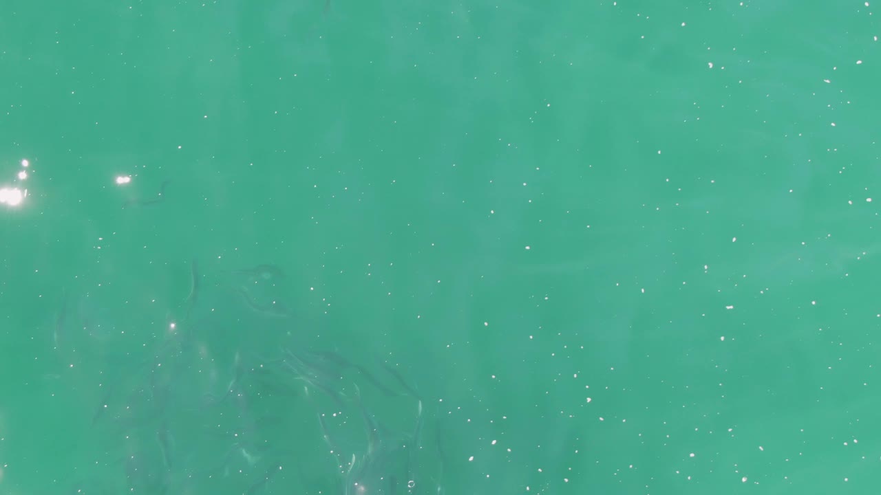 Turquoise ocean water fills the frame at Buzzards Beach, with bright sun glints and faint fish silhouettes visible beneath the surface, no visible people.