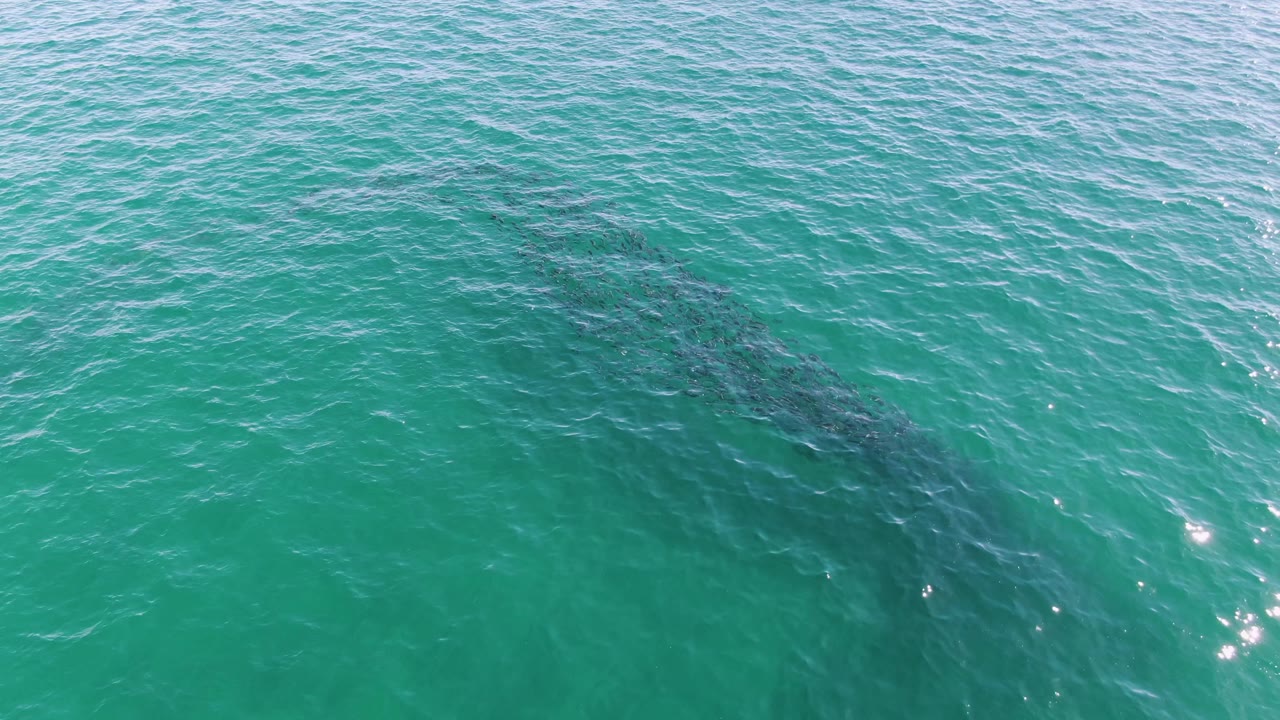 Dark whale shape beneath turquoise ocean water