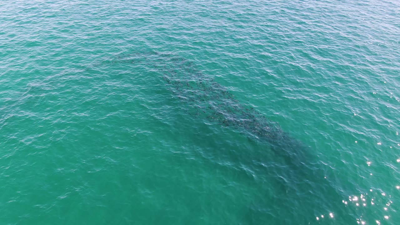 The whale remains partly submerged beneath rippled green-blue water at Buzzards Beach, with bright points of sunlight on the surface and no visible people.