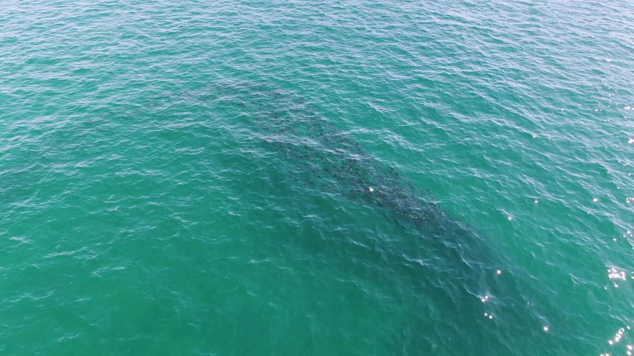 An overhead view shows the whale slightly farther across the frame under clear turquoise ocean at Buzzards Beach, Baja California Sur, with no visible people.
