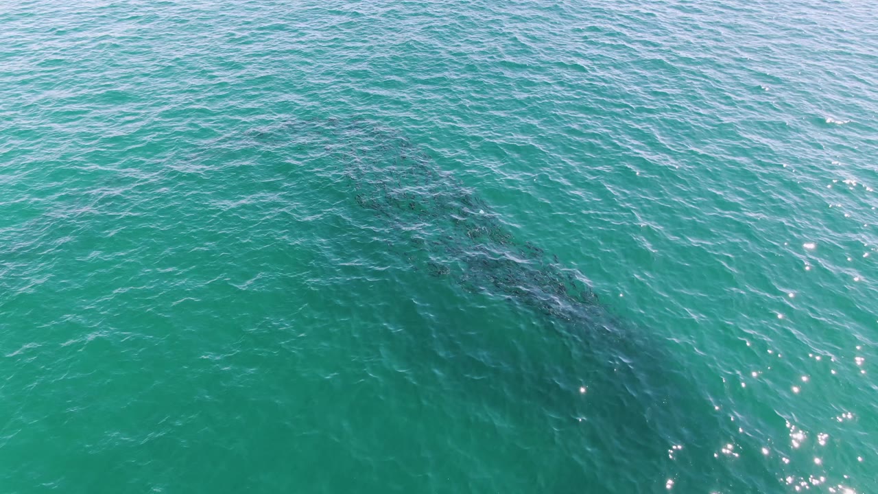 The whale appears as a dark elongated shape below open turquoise water, with a cluster of sun sparkles near the lower edge and no visible people.