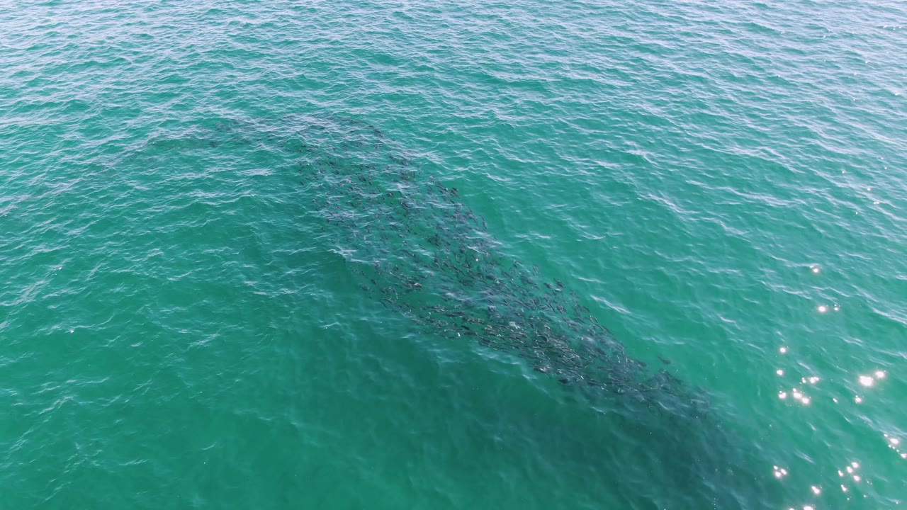 Dark school of fish beneath rippled turquoise ocean water