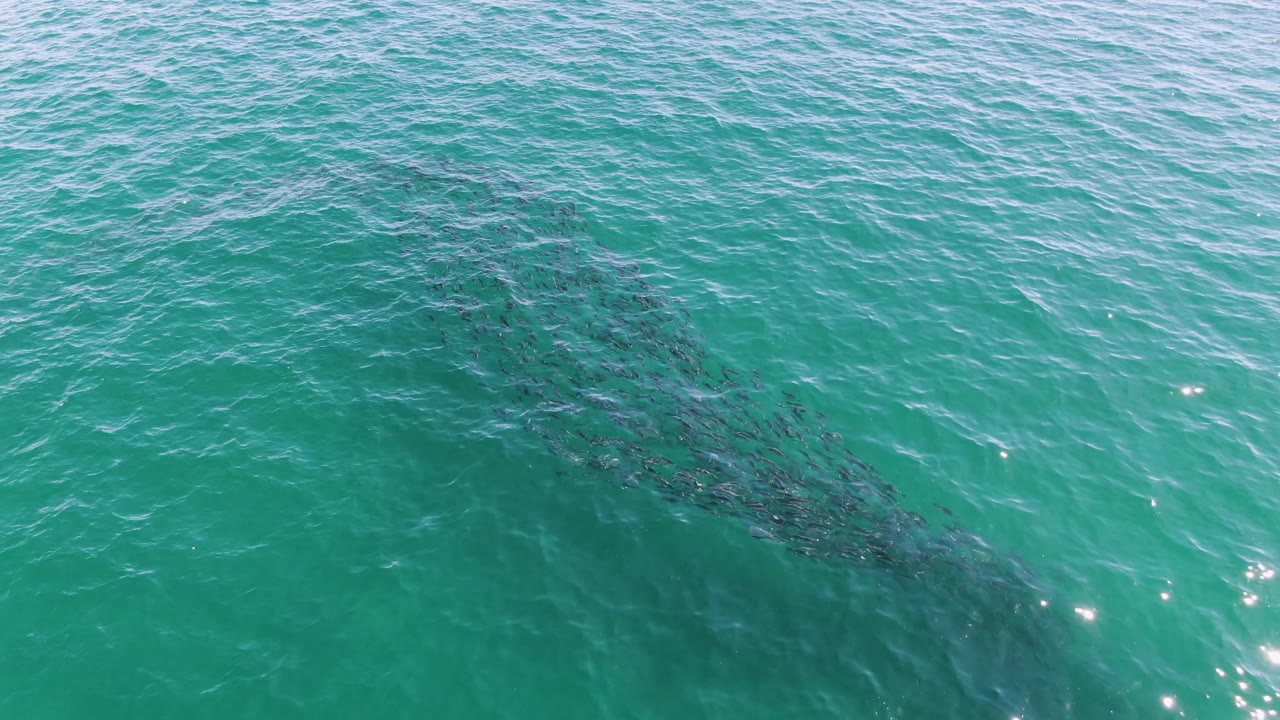 Overhead Buzzards Beach frame with the fish school stretched across the center beneath teal water, surface ripples, bright reflections, and no visible people.