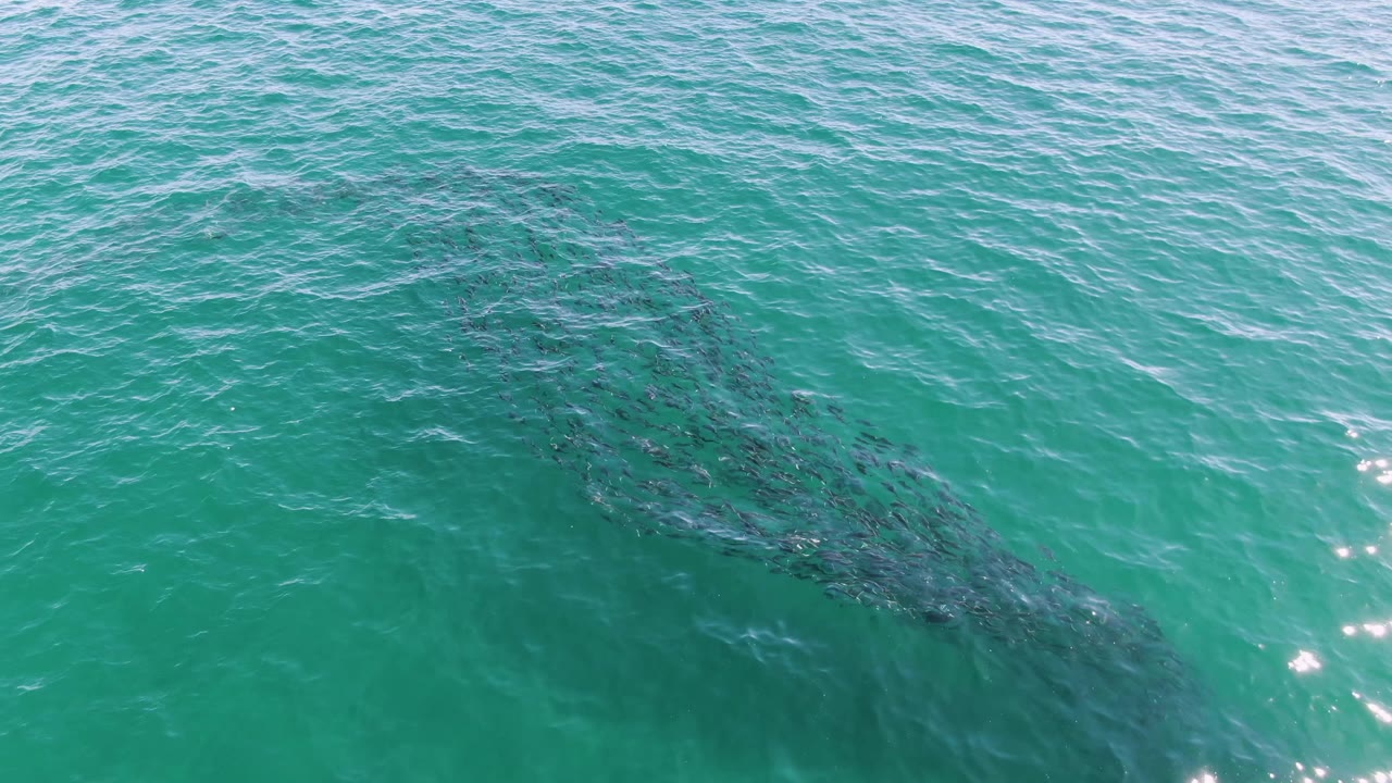 Aerial frame from Buzzards Beach, Baja California Sur, with a darker fish cluster set against green-blue ocean water and fine surface ripples, with no visible people.