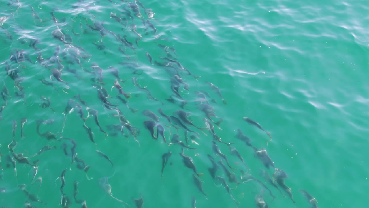 School of fish under turquoise ocean water