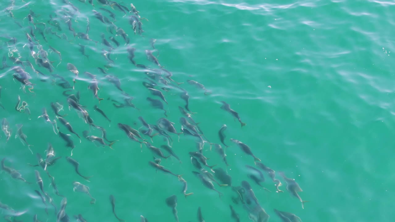 At Buzzards Beach in Baja California Sur, clustered fish appear beneath a brighter patch of turquoise water with surface glare and no visible people.