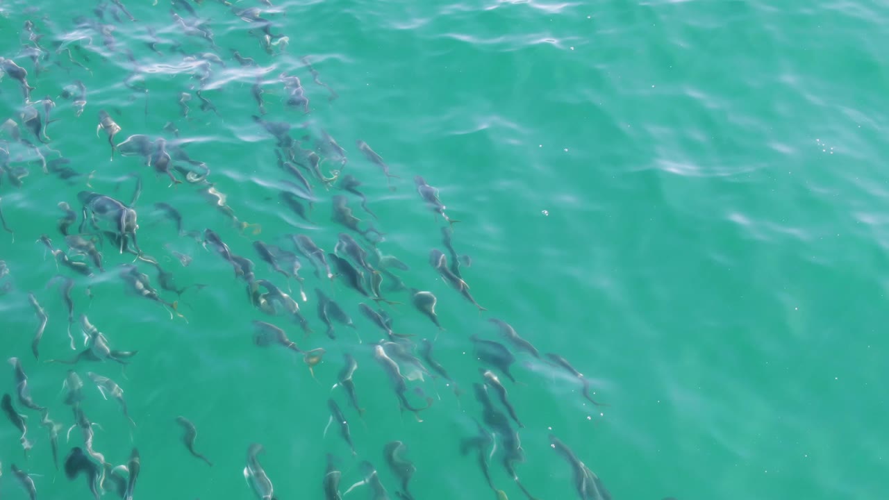 At Buzzards Beach in Baja California Sur, dark fish scatter across the right side of the turquoise water while white ripple lines move across the surface and no people are visible.