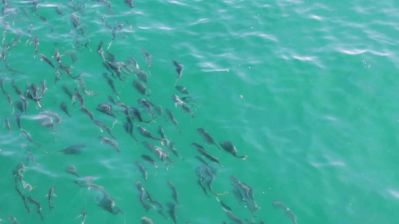 At Buzzards Beach in Baja California Sur, the fish school sits lower in frame beneath translucent turquoise water with more open water above it and no visible people.