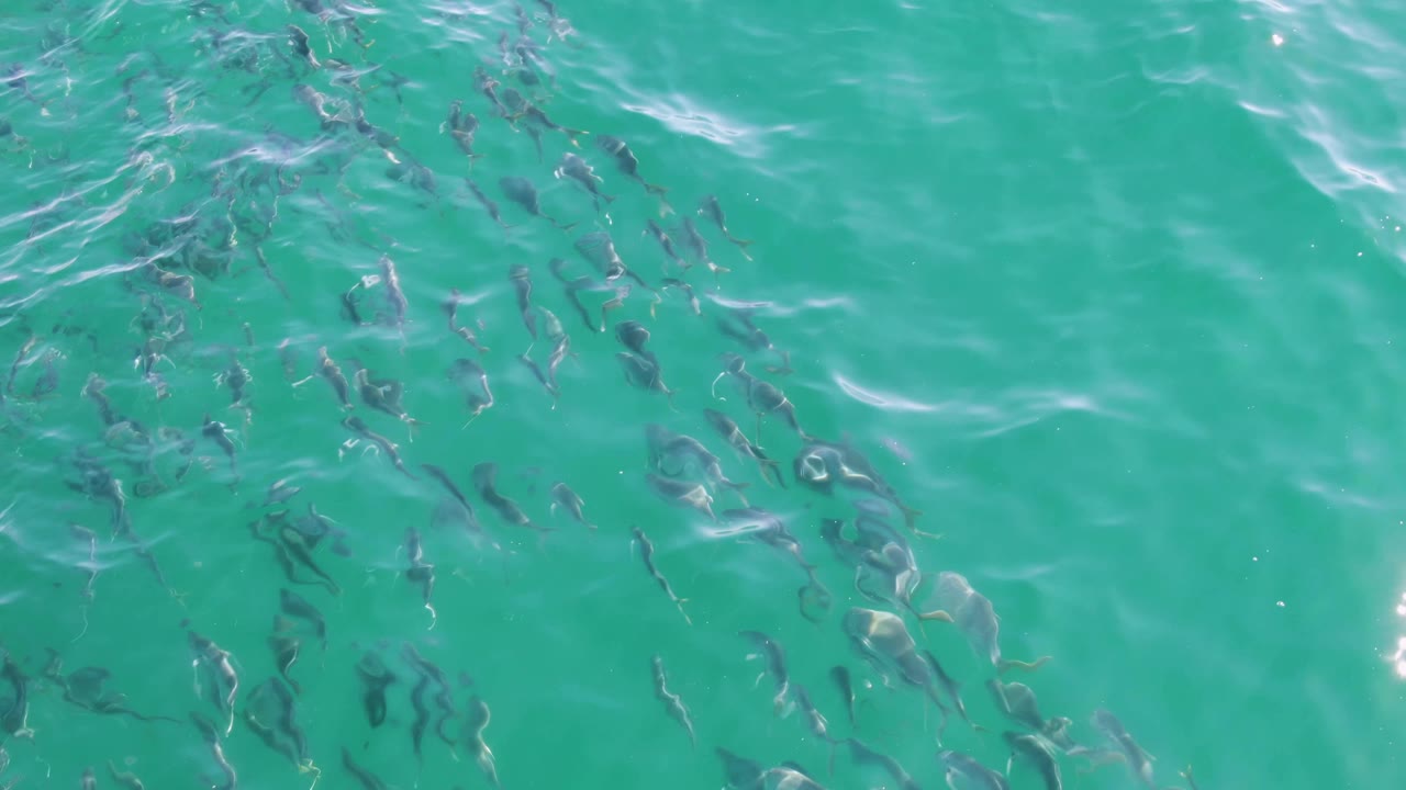 Small fish schooling beneath turquoise water