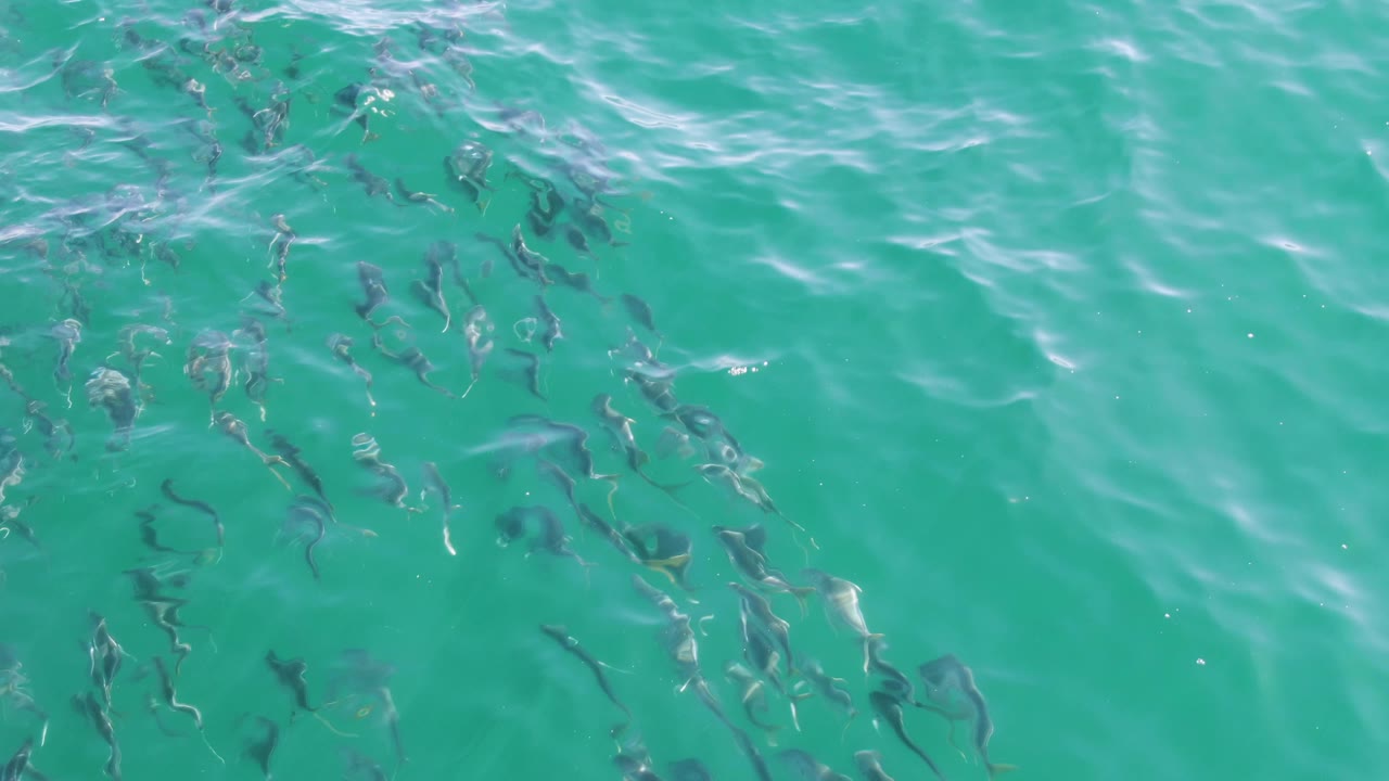 A denser group of small fish appears under the rippled turquoise ocean surface at Buzzards Beach, Baja California Sur, with bright water highlights and no visible people.