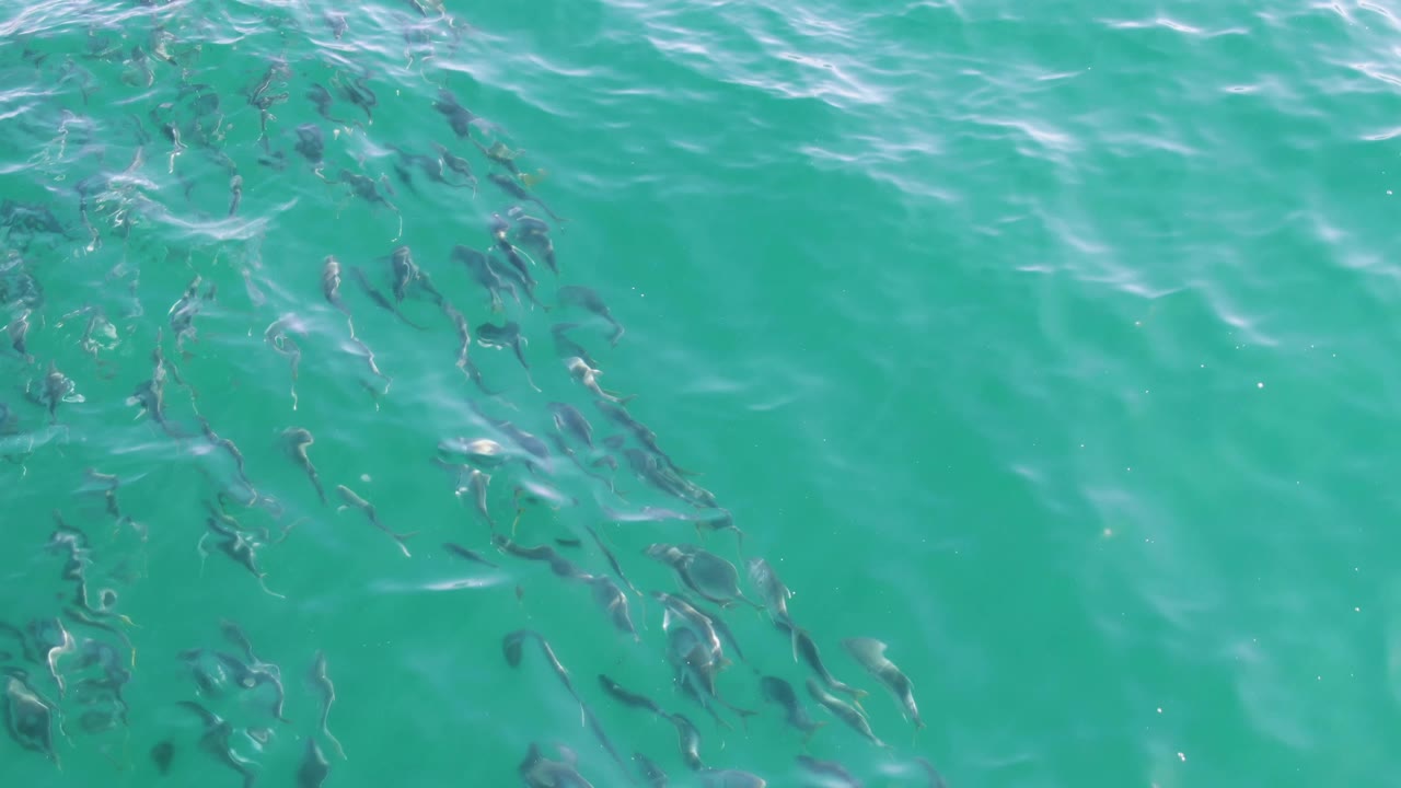 Small fish streak through clear green-blue water at Buzzards Beach, Baja California Sur, while pale ripples drift across the top of the frame and no people are visible.