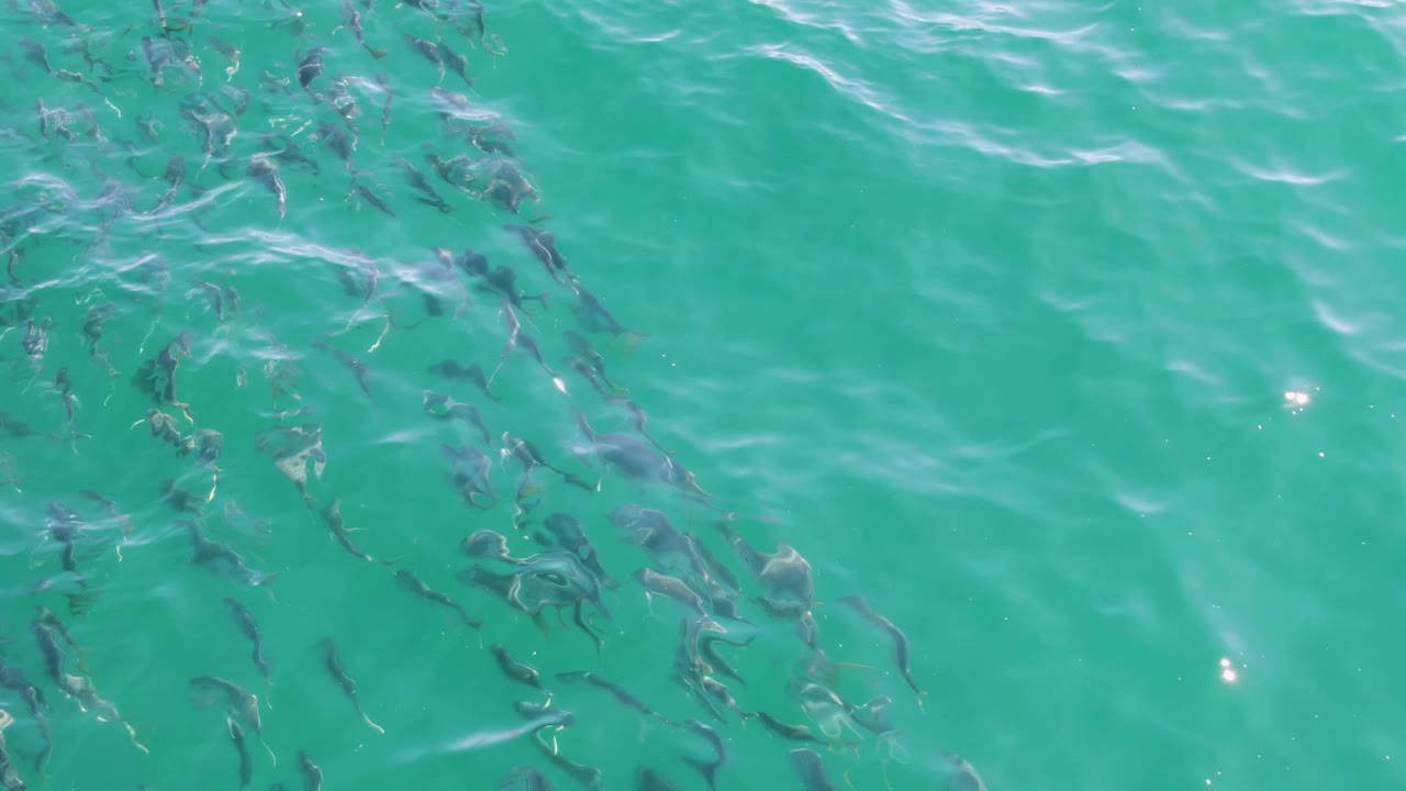 Scattered small fish sit below calm turquoise water at Buzzards Beach, Baja California Sur, with a visible sun glint near the lower left and no visible people.