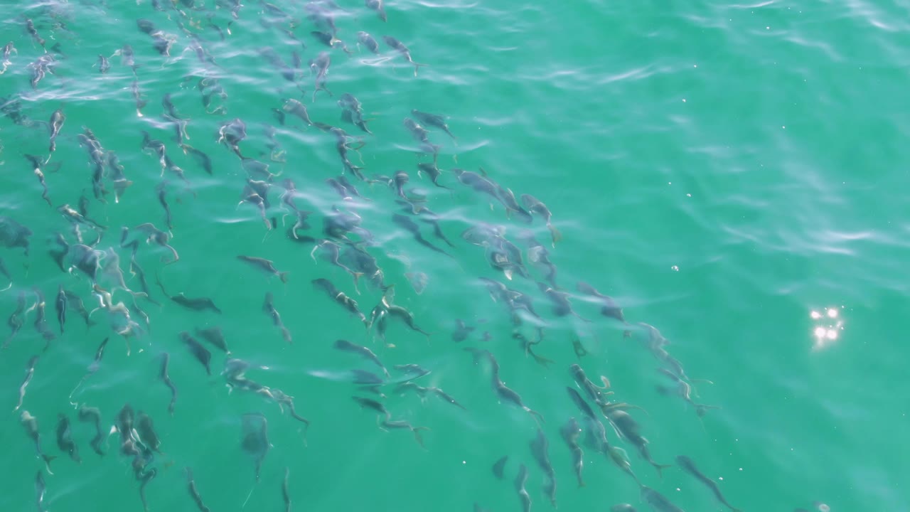 At 0:00, many dark fish are visible below clear turquoise water at Buzzards Beach, Mexico, with small ripples and no visible people.