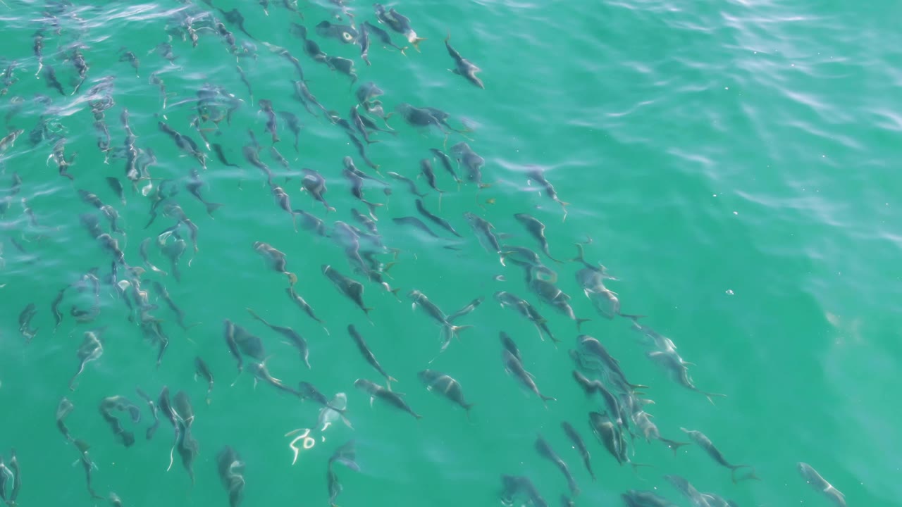 At 0:01, the fish school appears denser near the center of the overhead frame in clear water at Buzzards Beach, Mexico, with no visible people.
