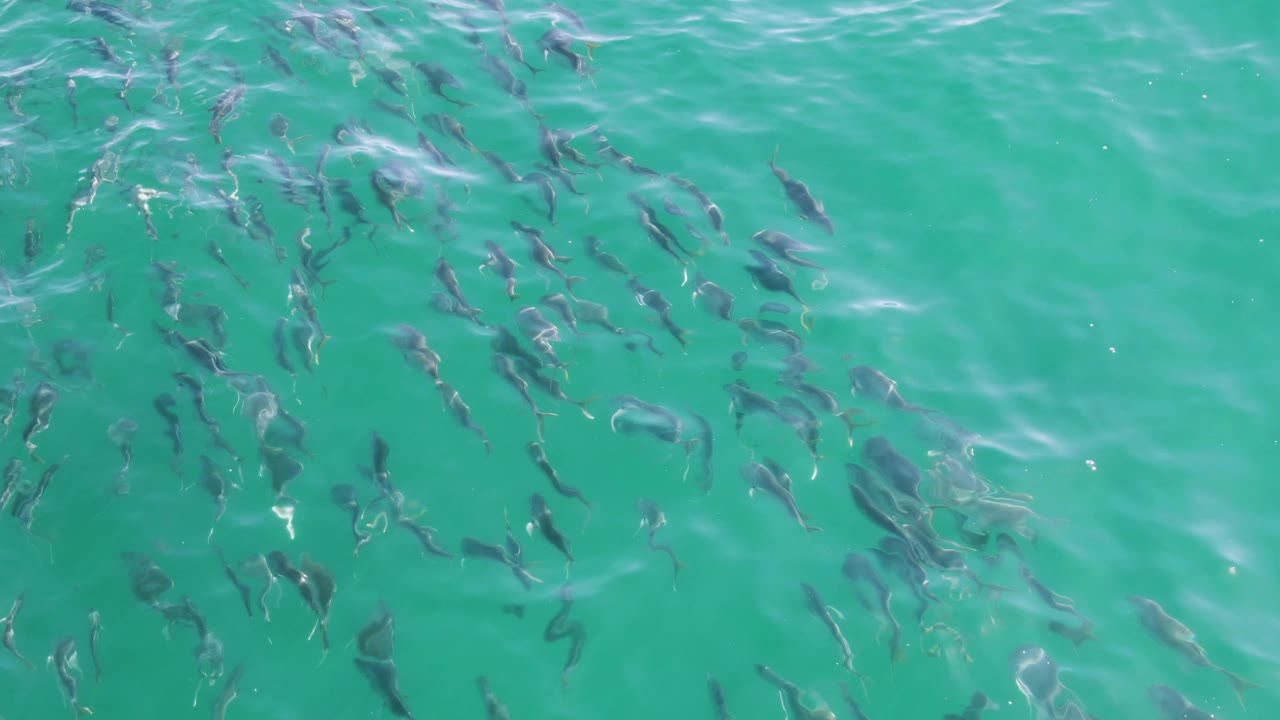 At 0:02, dark fish are scattered across the upper right of clear turquoise water at Buzzards Beach, Mexico, with brighter wave highlights and no visible people.