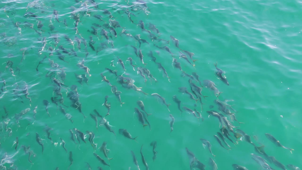 Fish school visible through turquoise water with soft ripples.