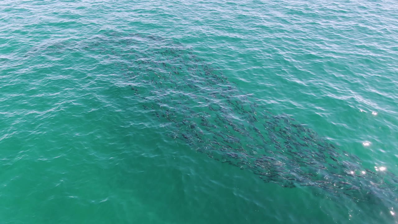School of fish below rippled turquoise ocean water
